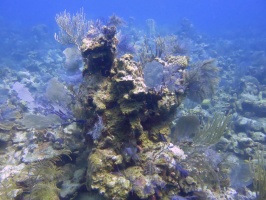 64 Reef IMG 3274